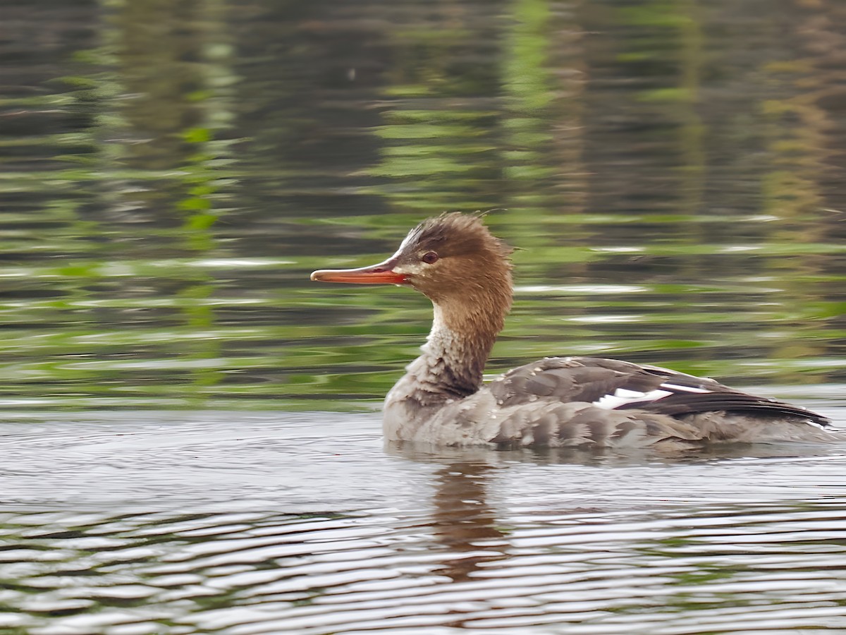 Red-breasted Merganser - ML647877940