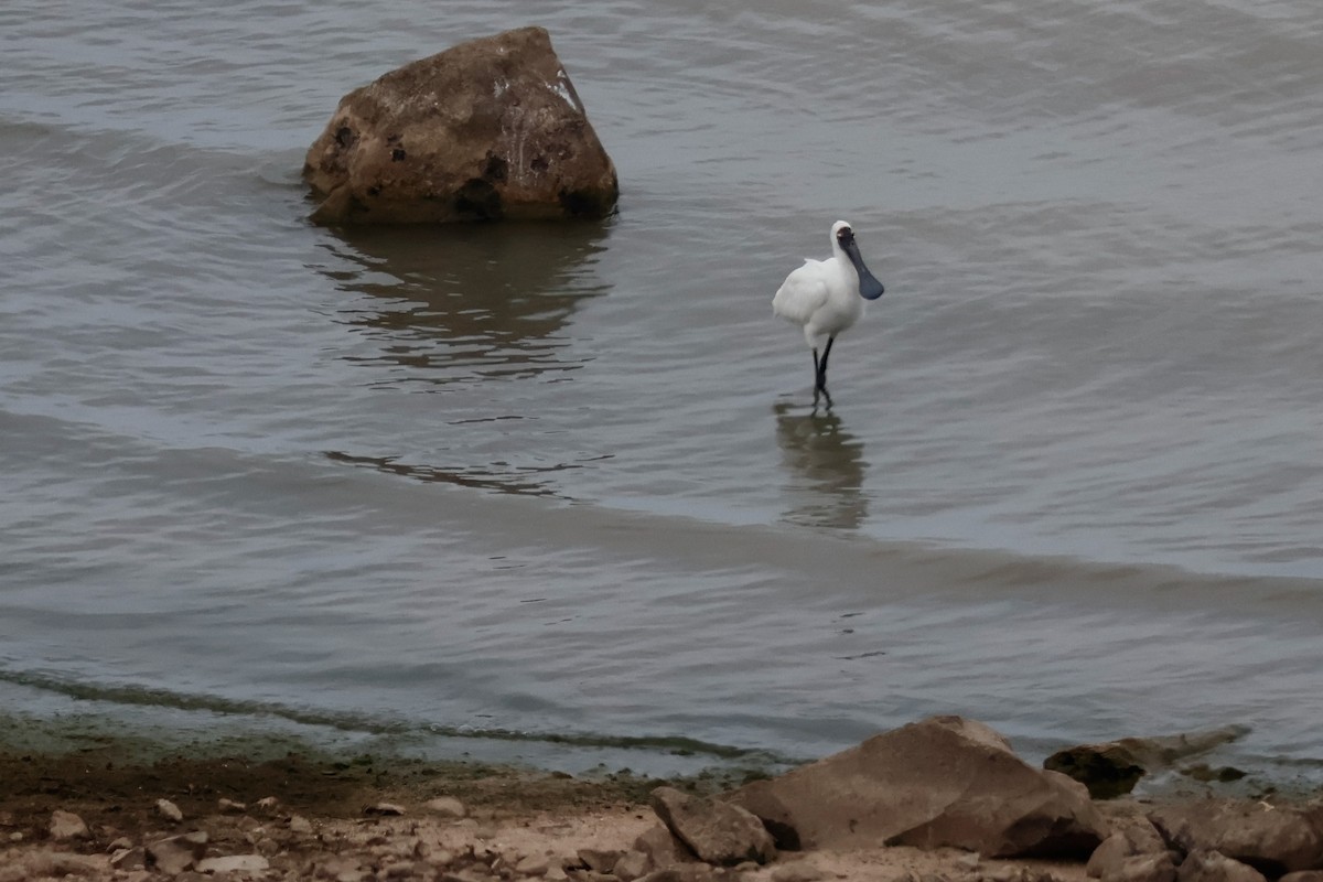 Royal Spoonbill - ML647877941
