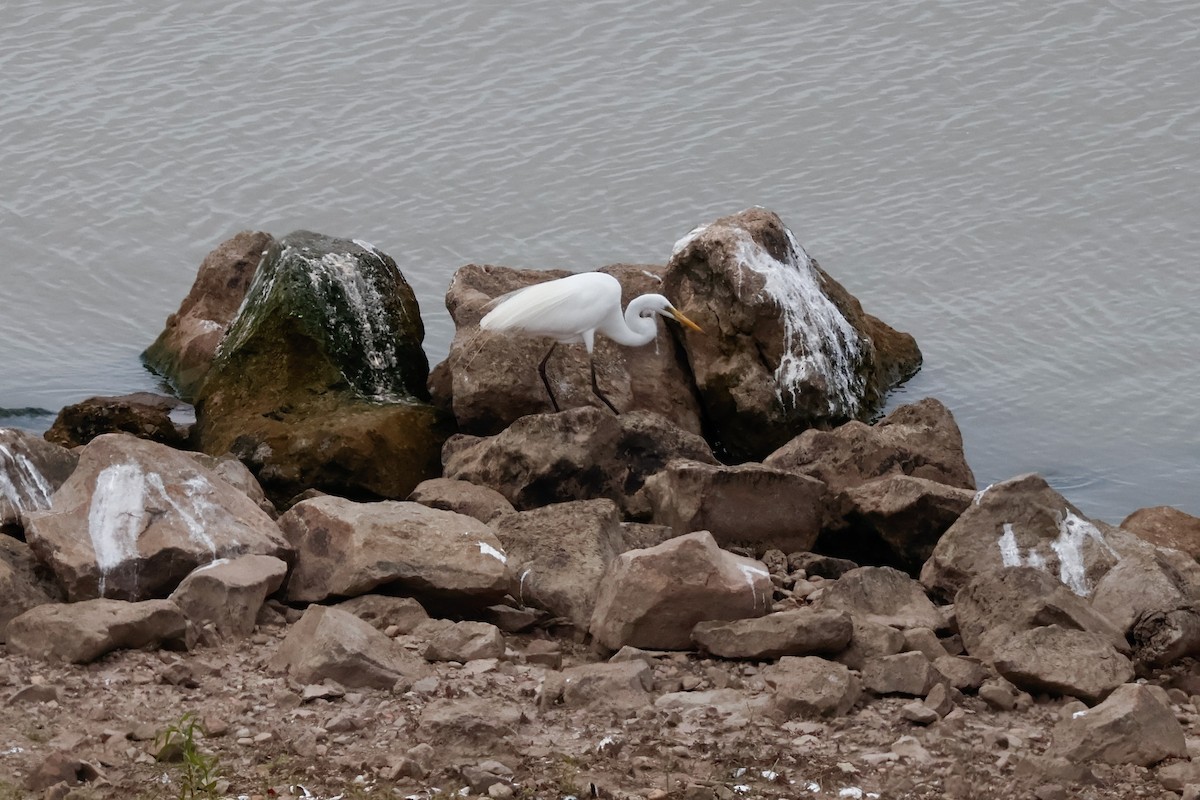 Great Egret - ML647877944
