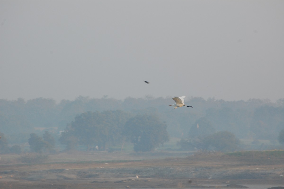 Great Egret - ML647877947