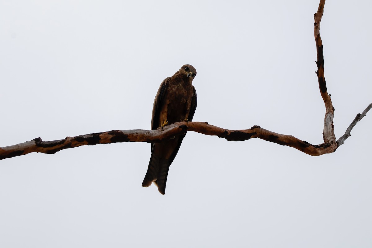 Black Kite - ML647877948