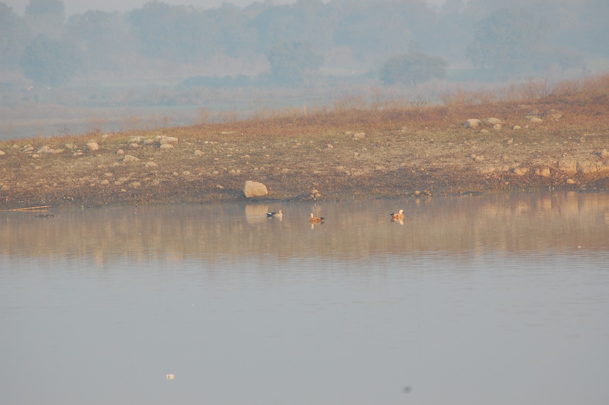 Ruddy Shelduck - ML647877949
