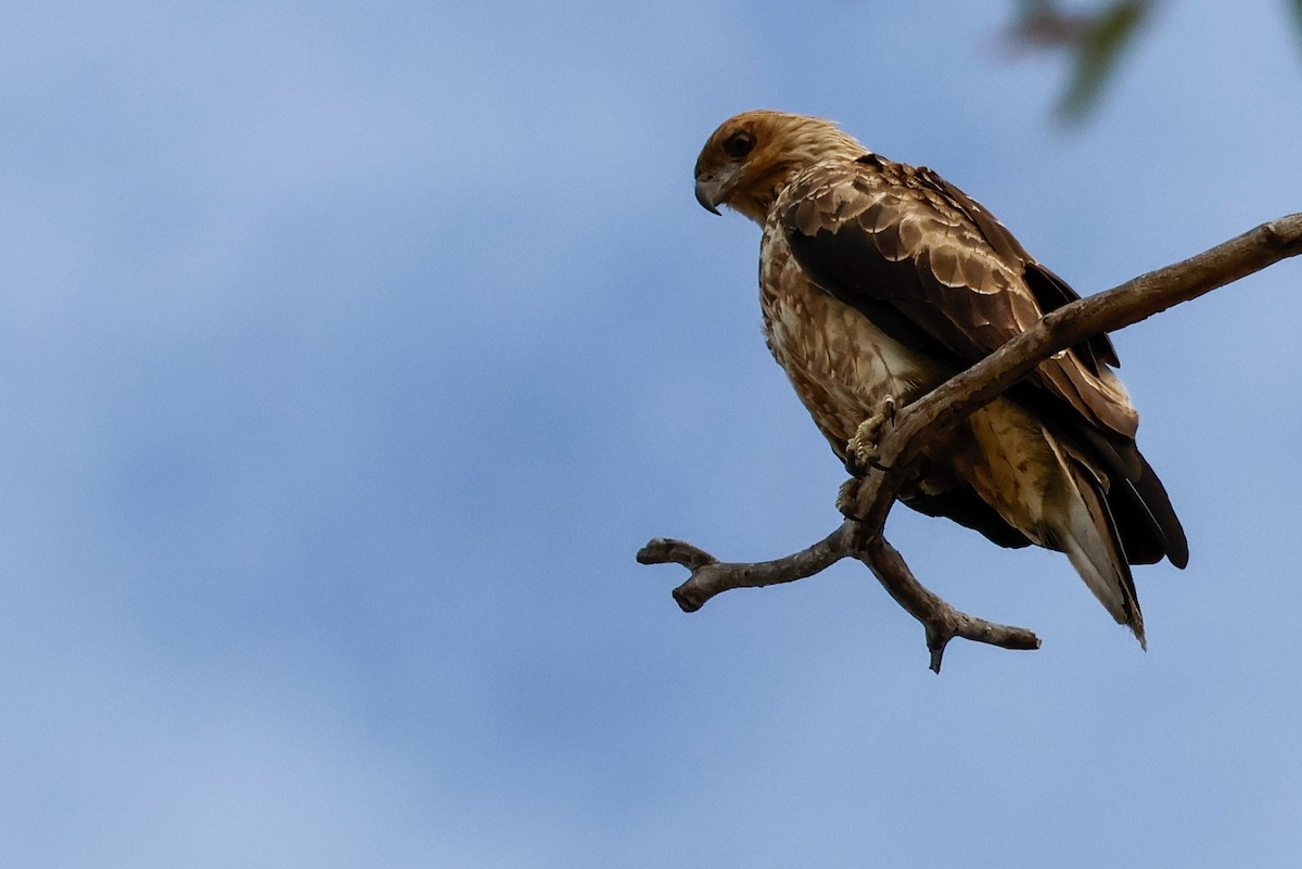 Whistling Kite - ML647877950