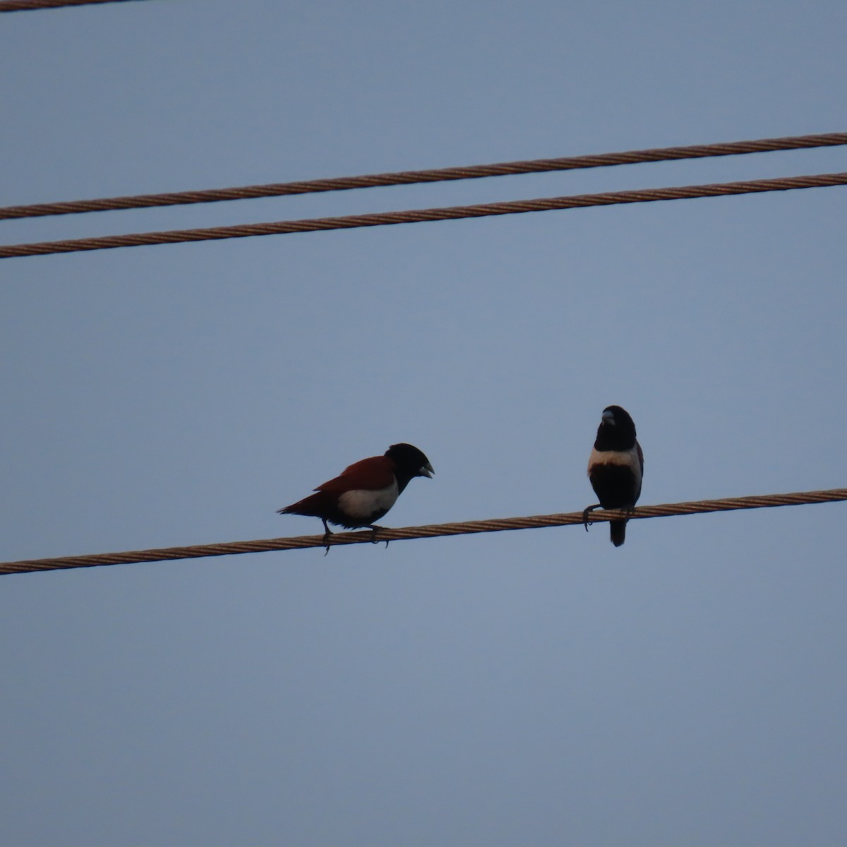 Tricolored Munia - ML647877951