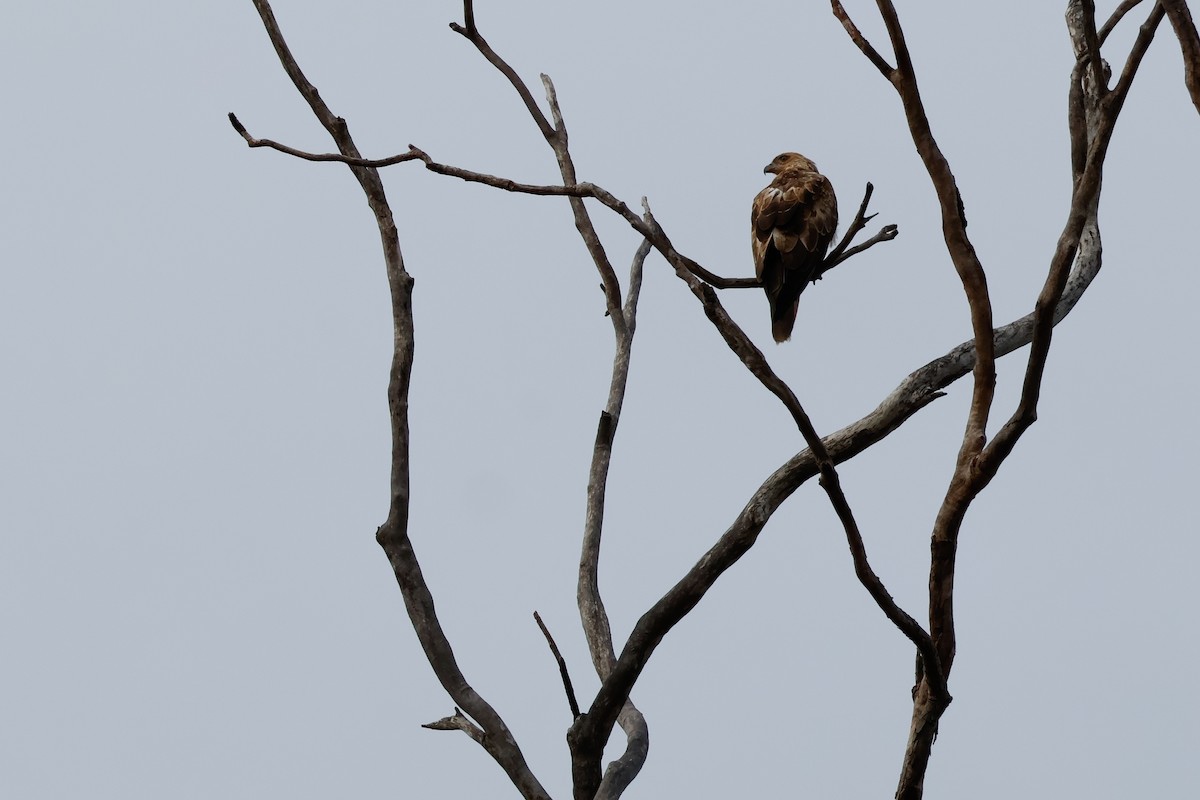 Whistling Kite - ML647877953