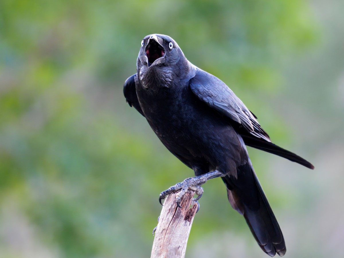 Torresian Crow - ML647877954