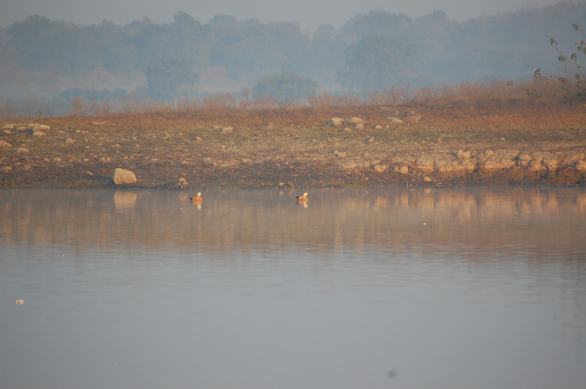 Ruddy Shelduck - ML647877955