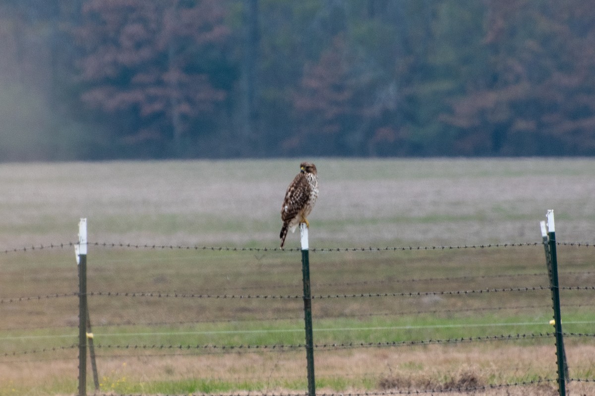 Red-shouldered Hawk - ML647877956