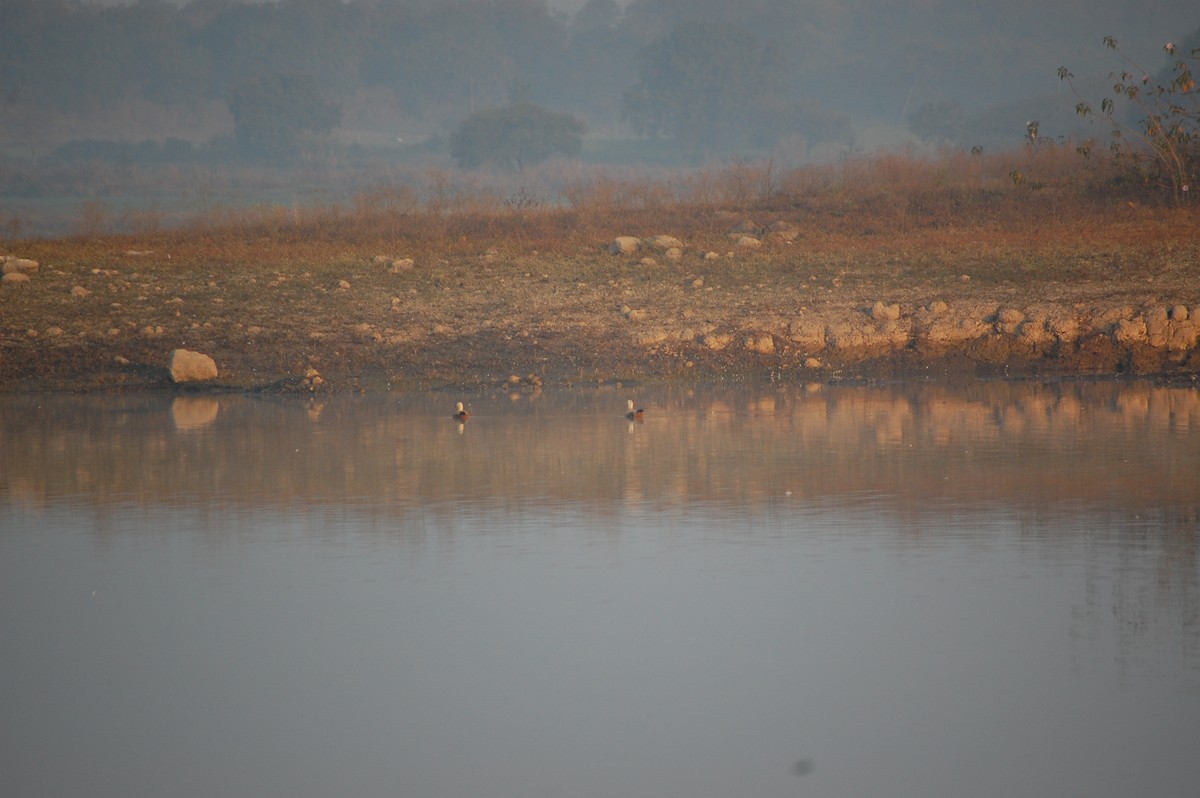 Ruddy Shelduck - ML647877957
