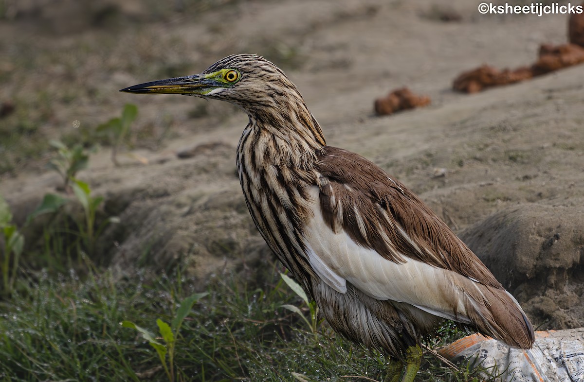 Indian Pond-Heron - ML647877958