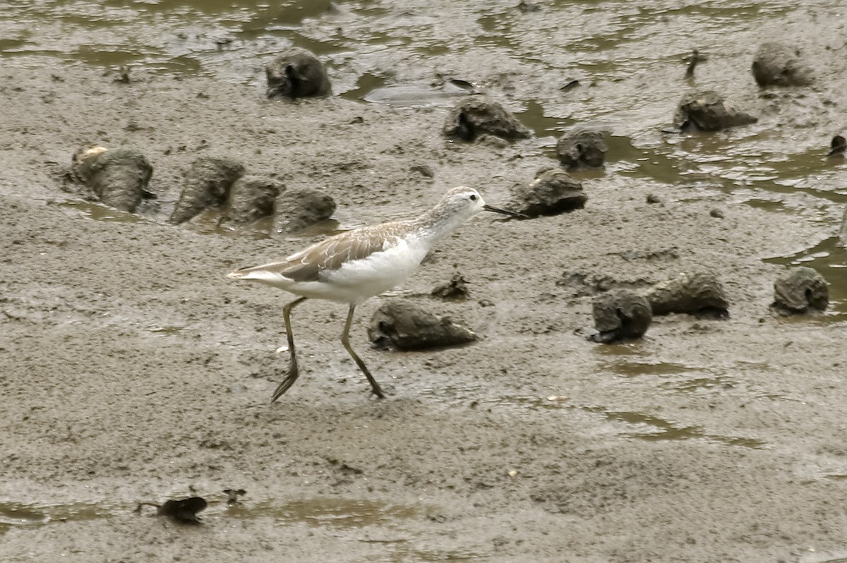 Common Greenshank - ML647877959