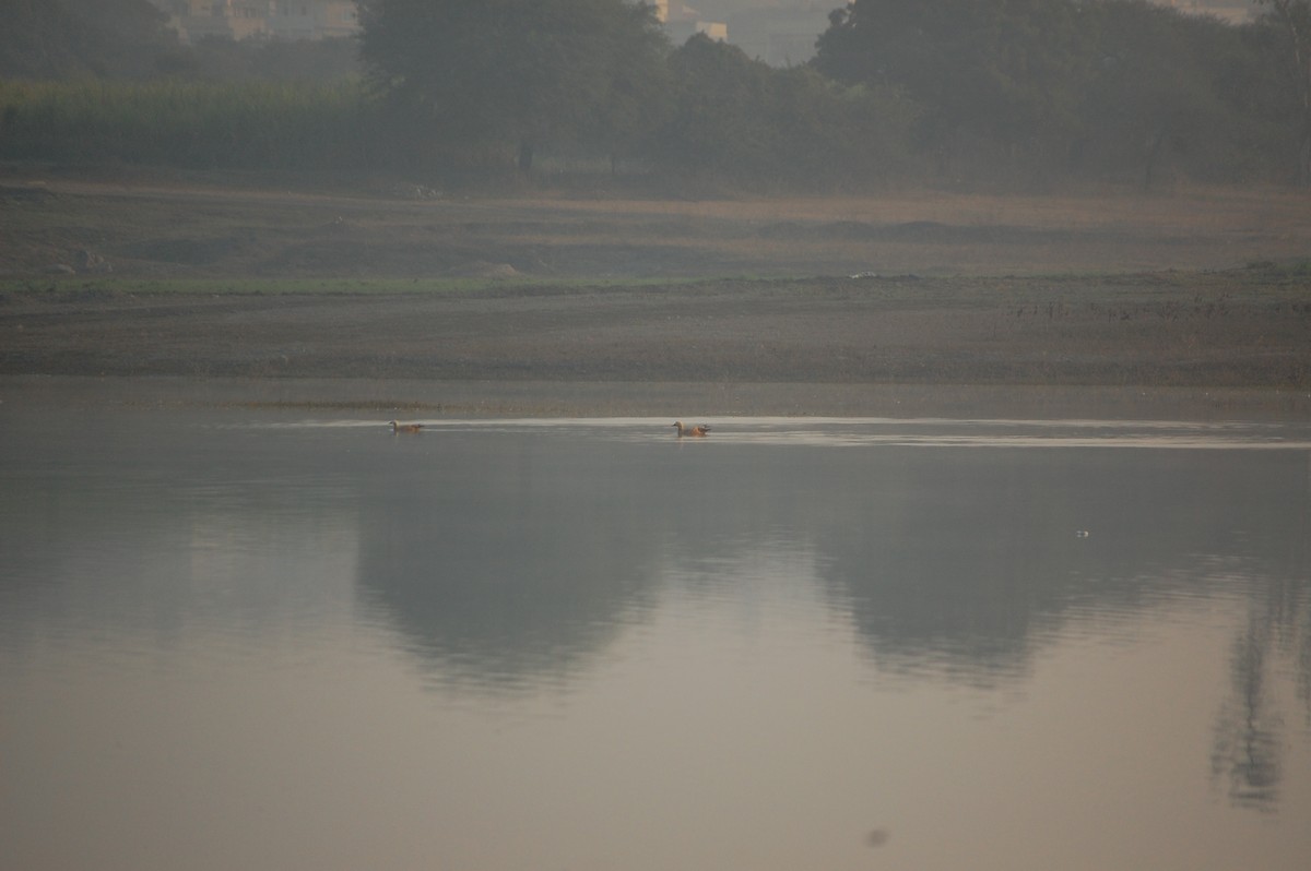 Ruddy Shelduck - ML647877960