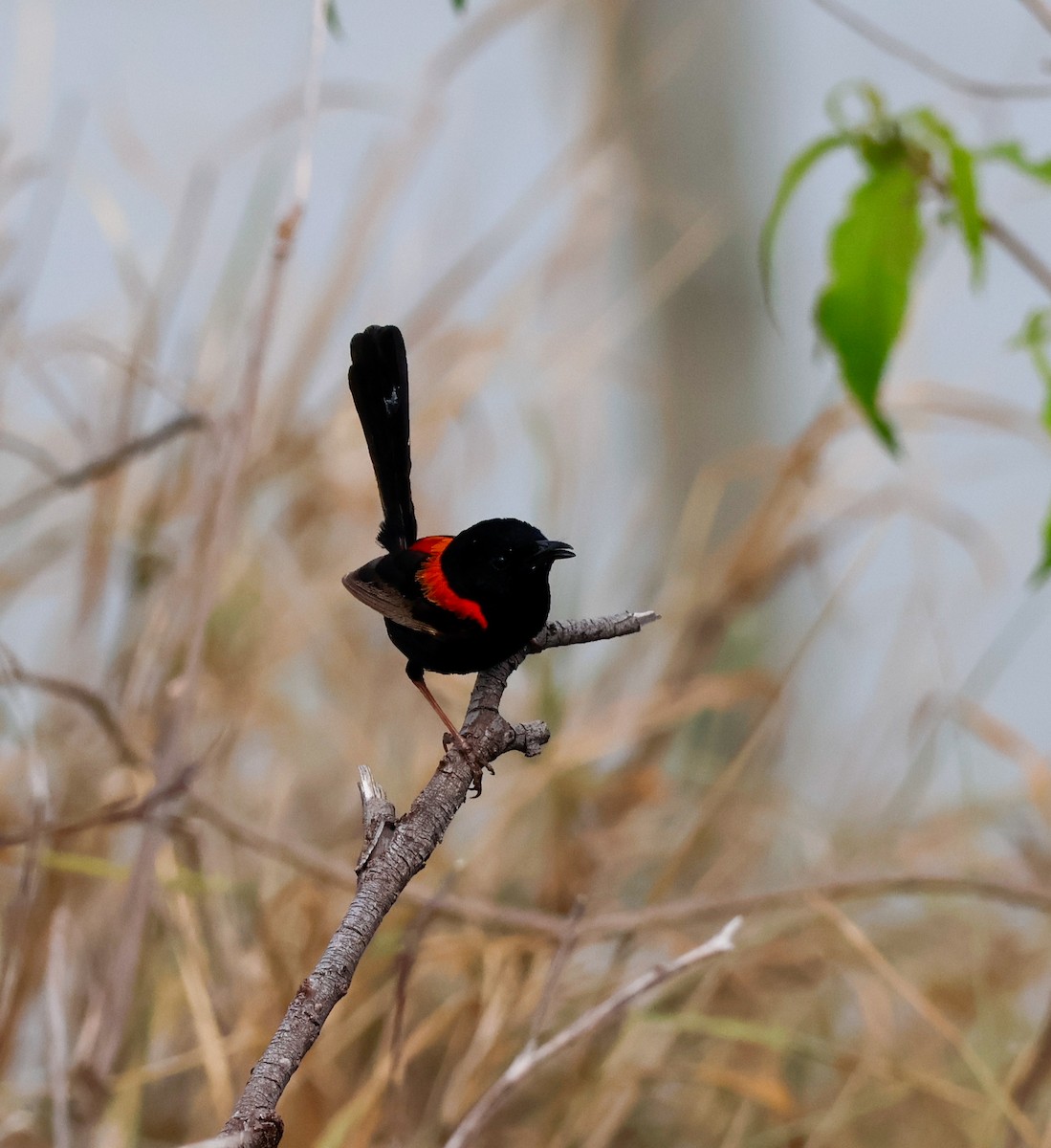 Red-backed Fairywren - ML647877962