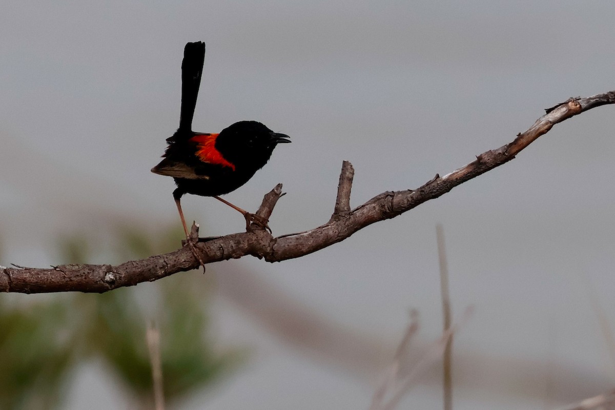 Red-backed Fairywren - ML647877963