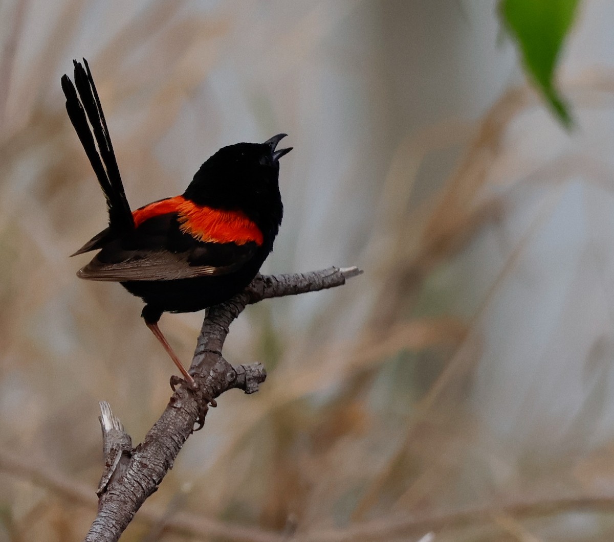 Red-backed Fairywren - ML647877964