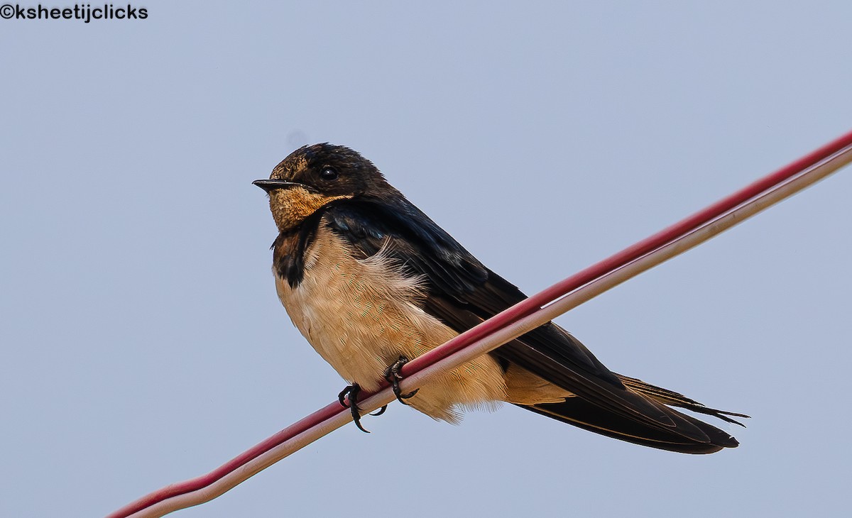 Barn Swallow - ML647877966