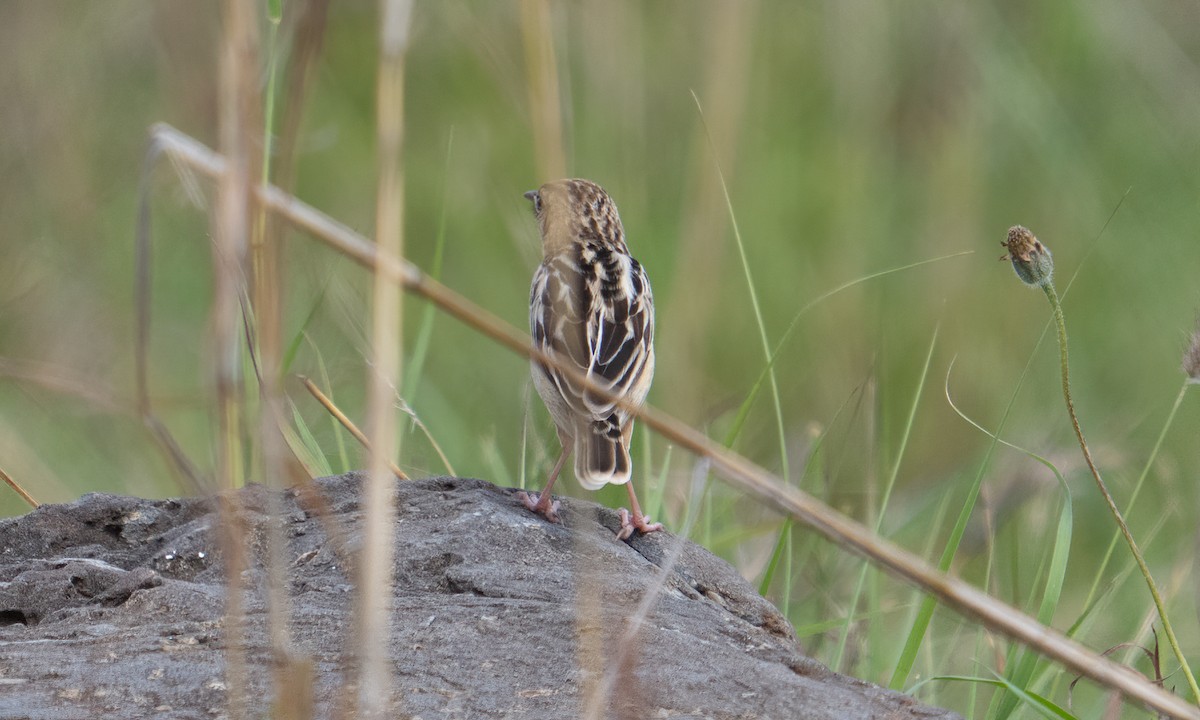 Pectoral-patch Cisticola - ML647877967