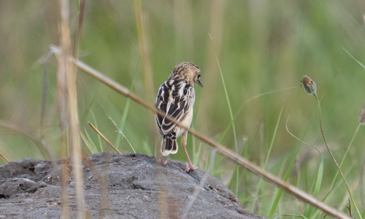 Pectoral-patch Cisticola - ML647877968