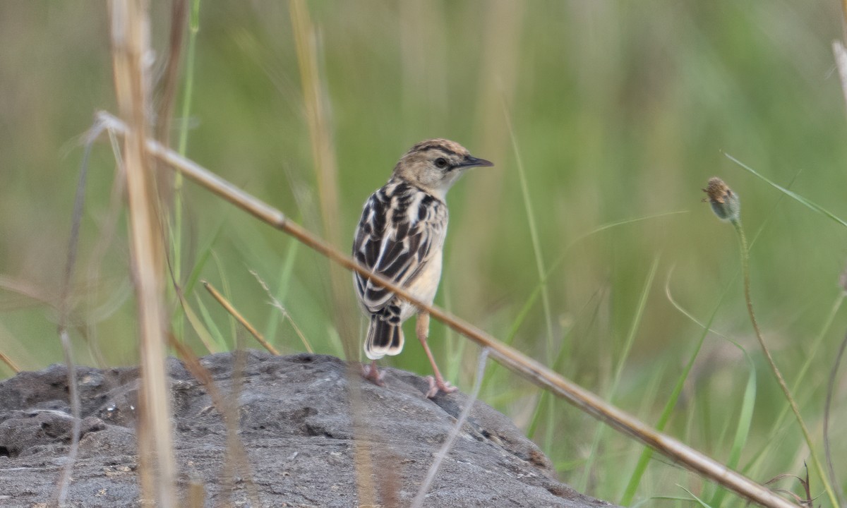 Pectoral-patch Cisticola - ML647877969
