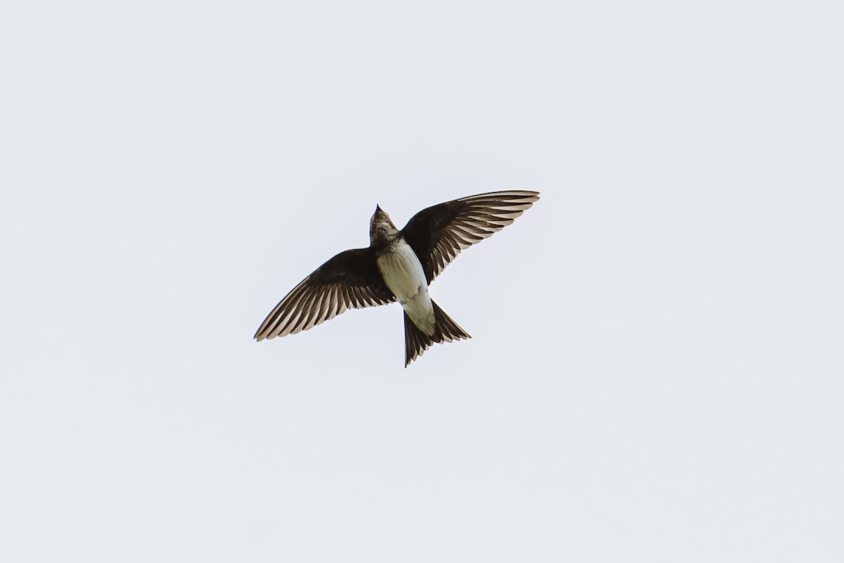 Brown-chested Martin - ML647877978