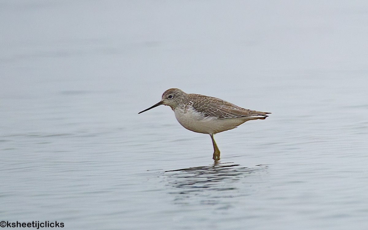 Marsh Sandpiper - ML647877979