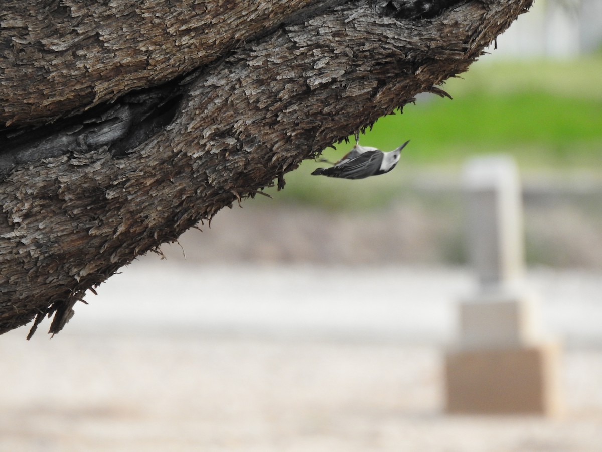 White-breasted Nuthatch - ML647878003