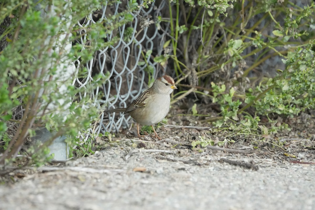 Белобровая овсянка - ML647878055