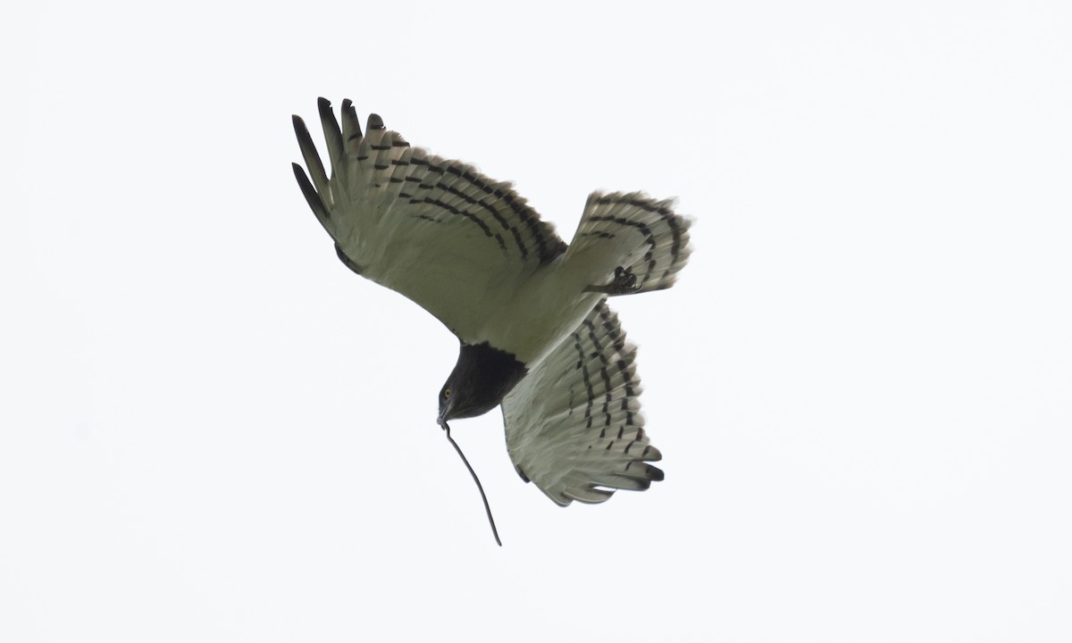 Black-chested Snake-Eagle - ML647878065