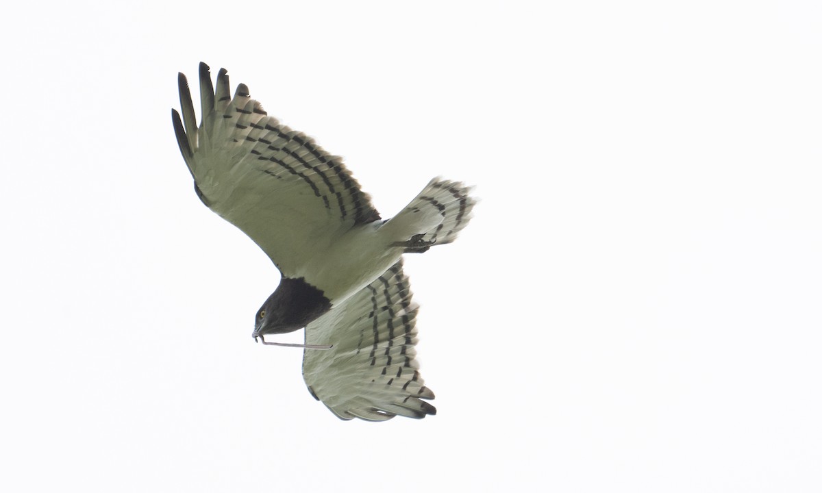 Black-chested Snake-Eagle - ML647878066