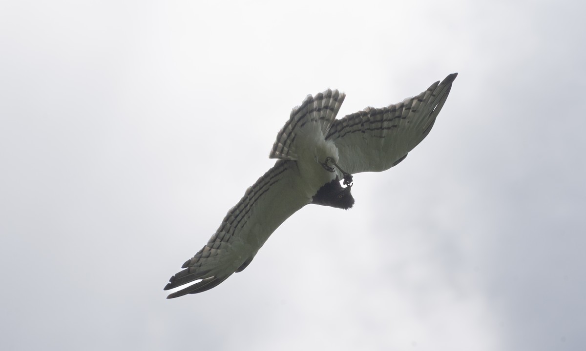 Black-chested Snake-Eagle - ML647878068