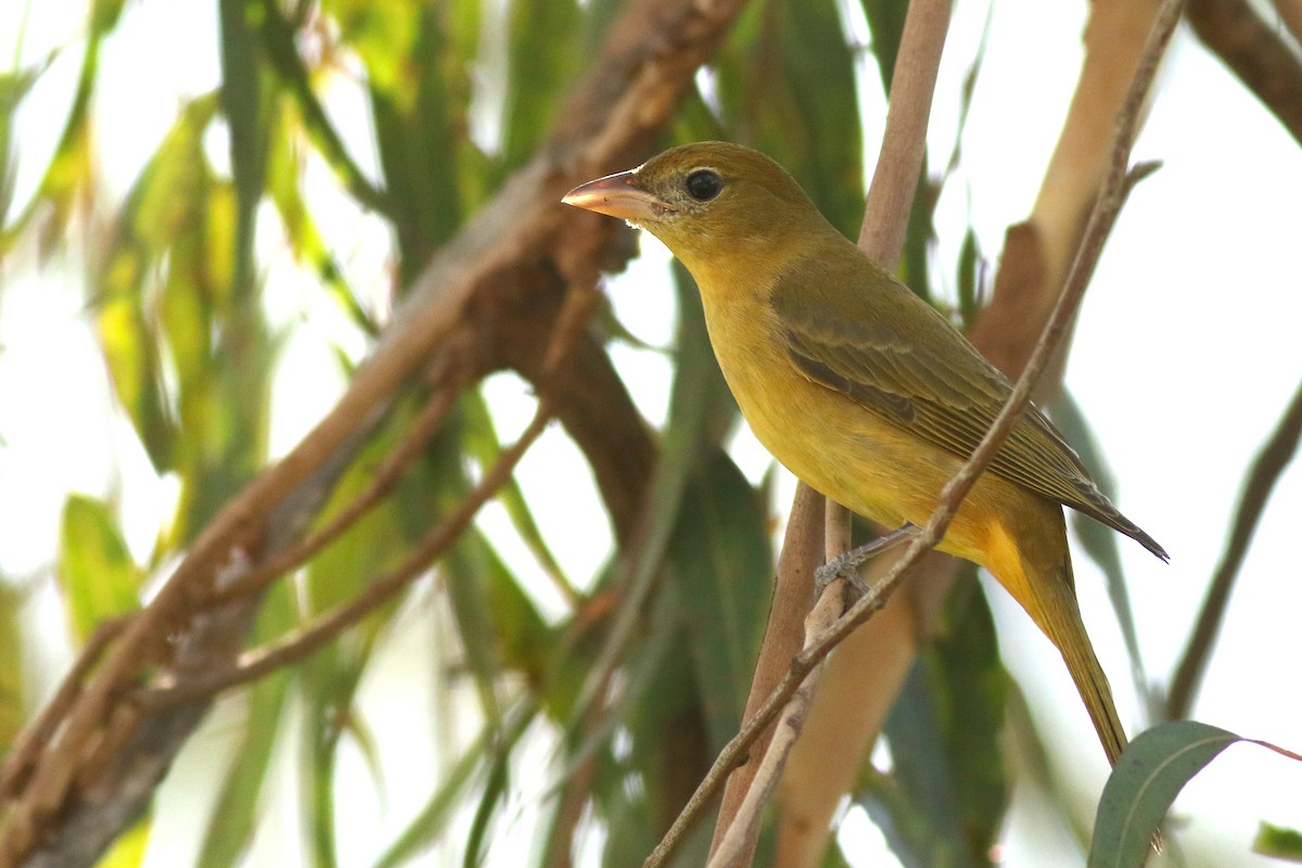 Piranga Roja - ML647878089