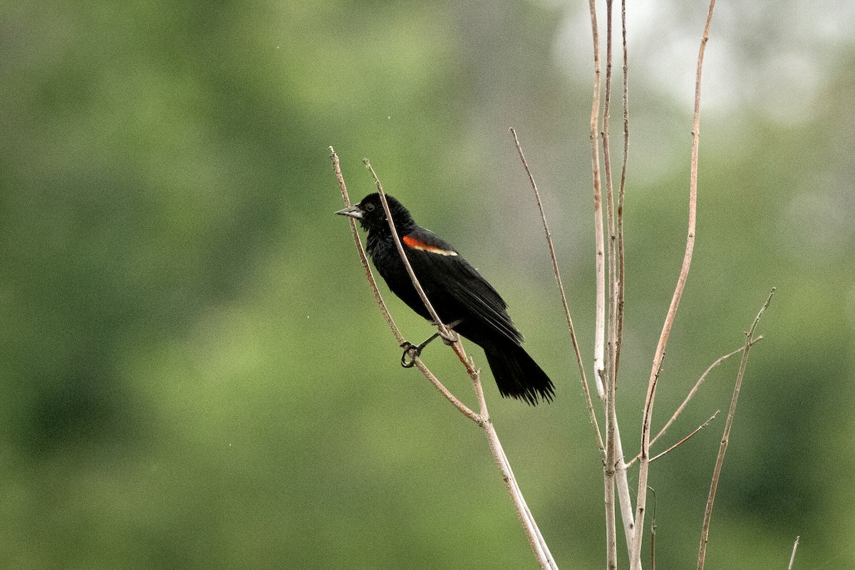 Red-winged Blackbird - ML647878122