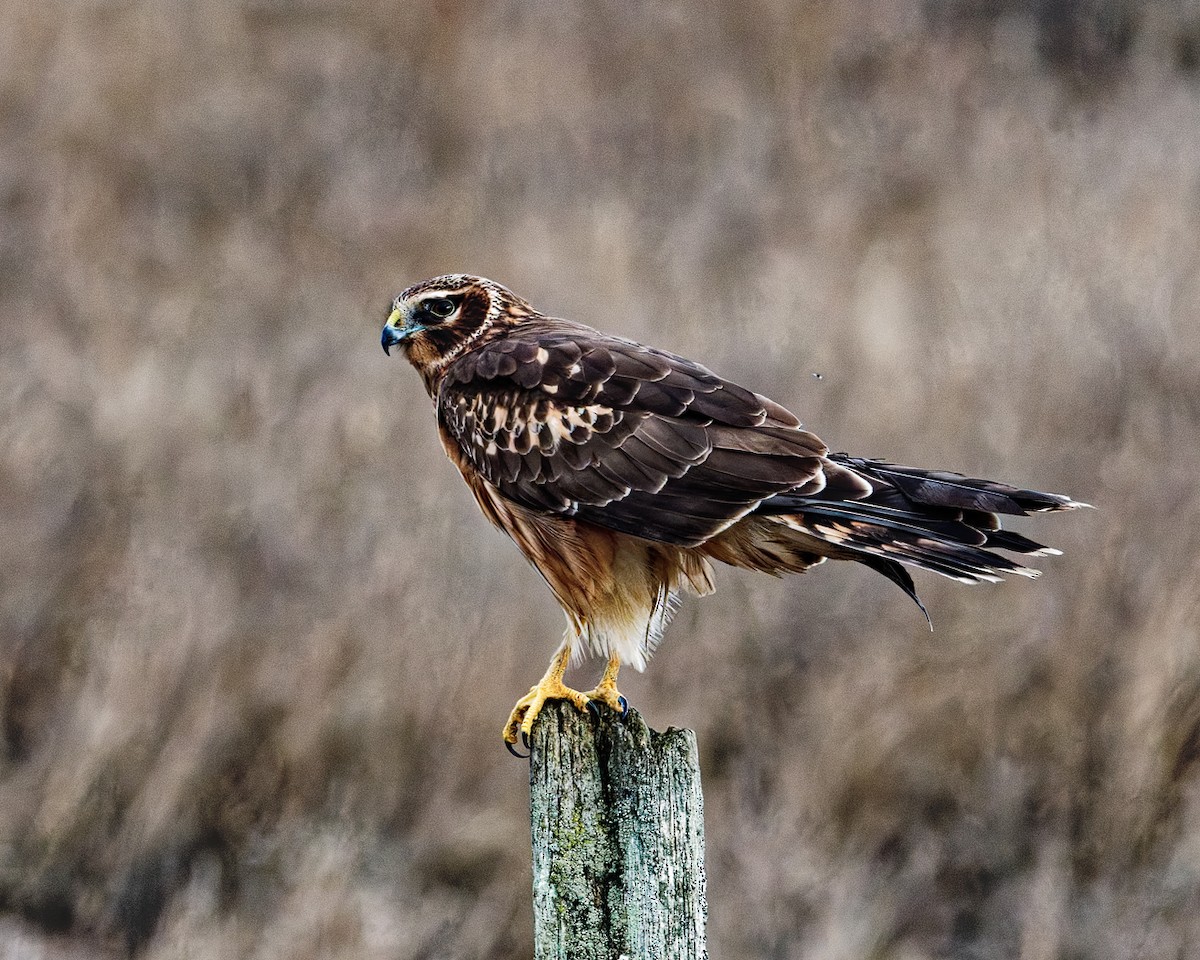 Northern Harrier - ML647878183