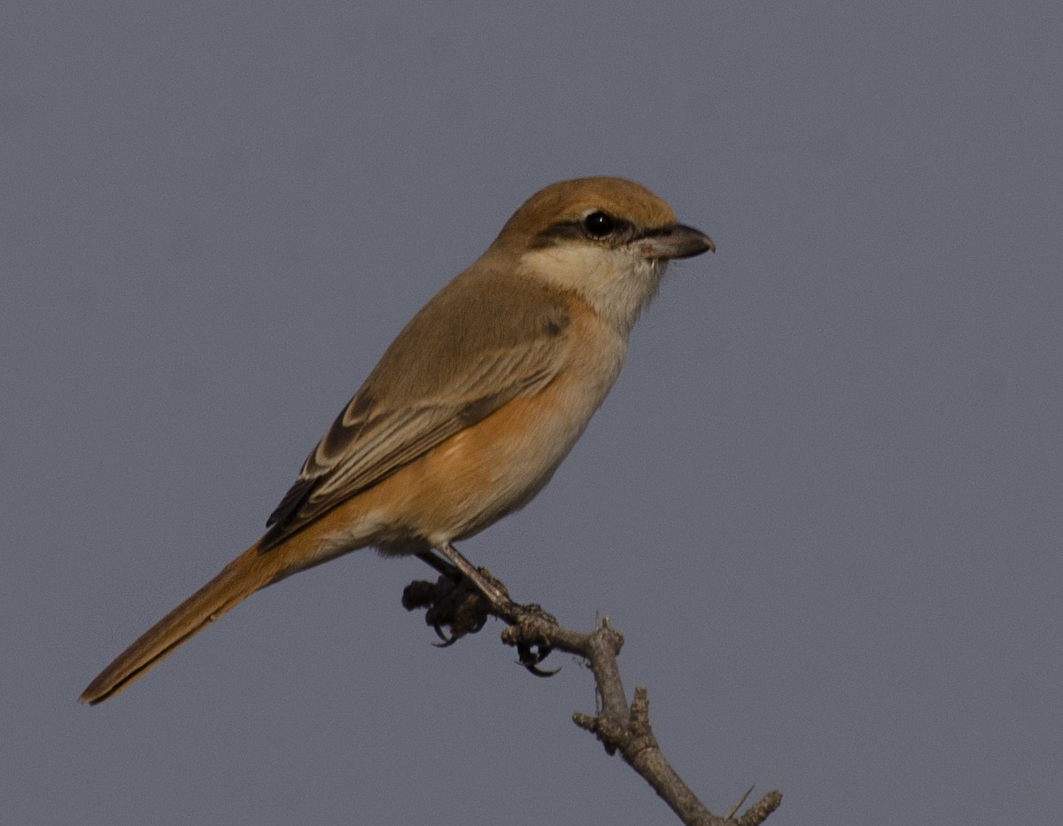 Isabellwürger - ML647878208