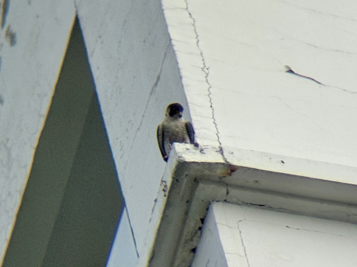 遊隼 - ML647878243