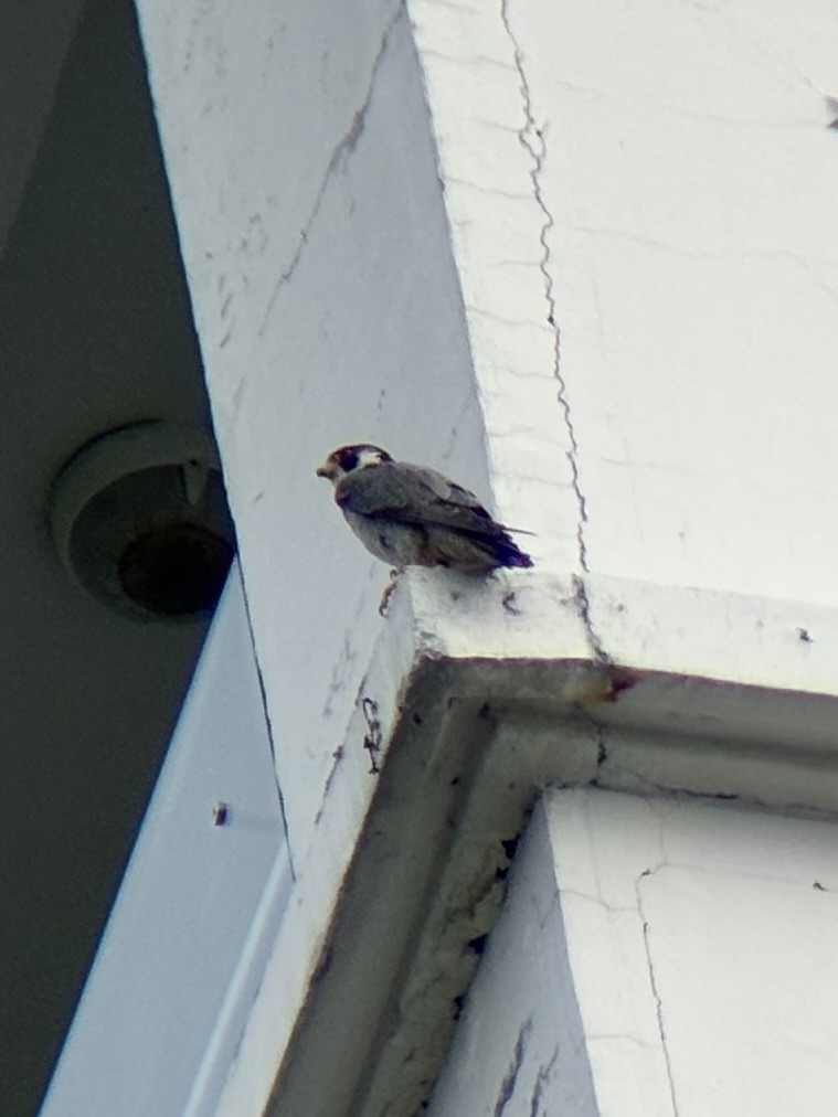 遊隼 - ML647878244