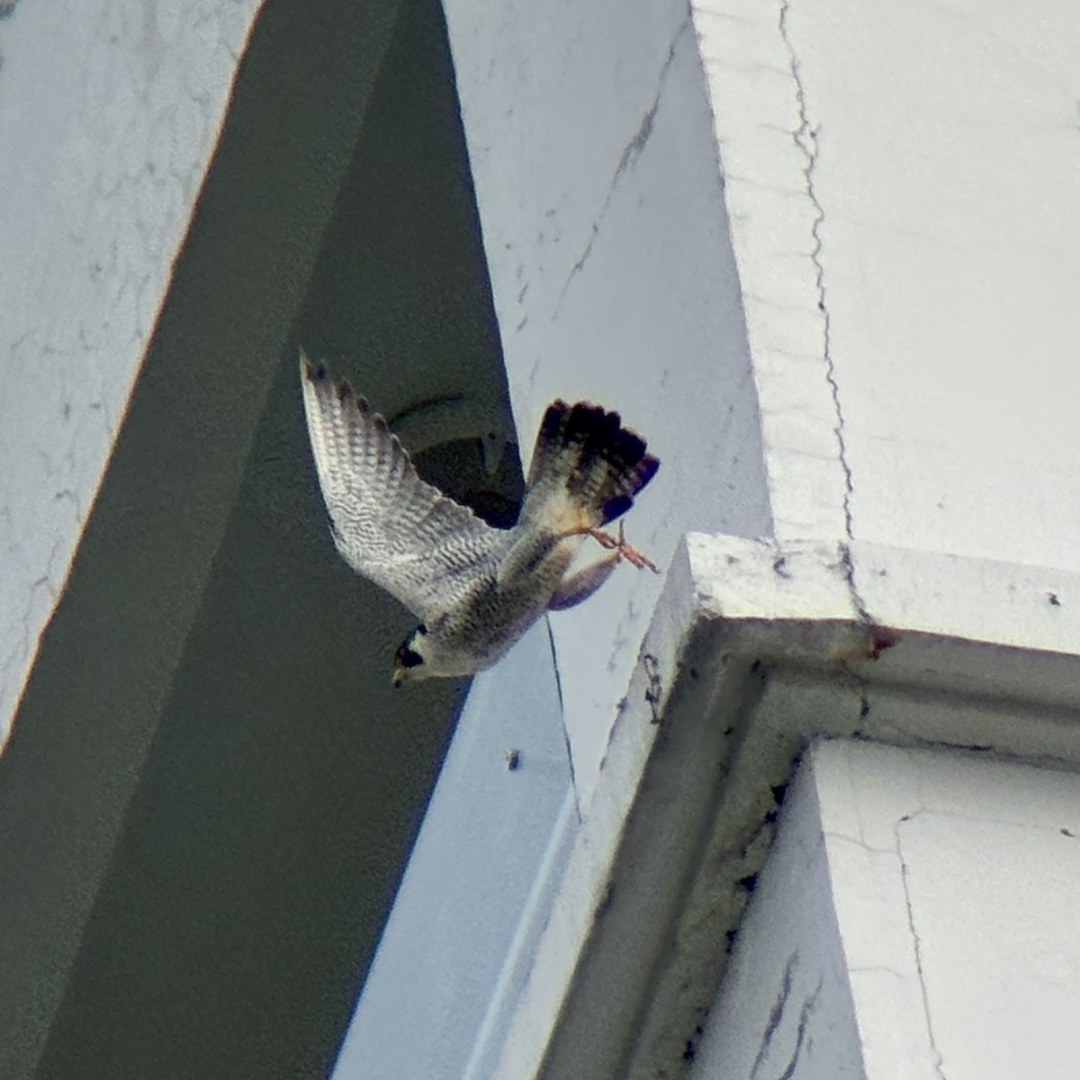 遊隼 - ML647878245