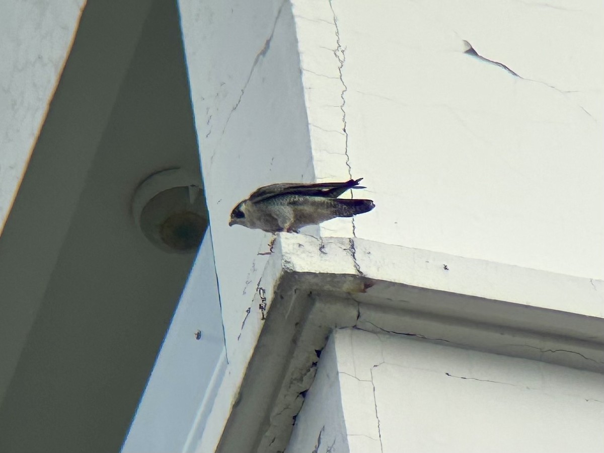 遊隼 - ML647878246