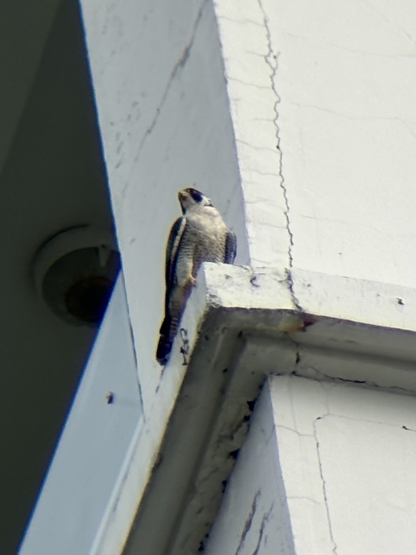 遊隼 - ML647878247