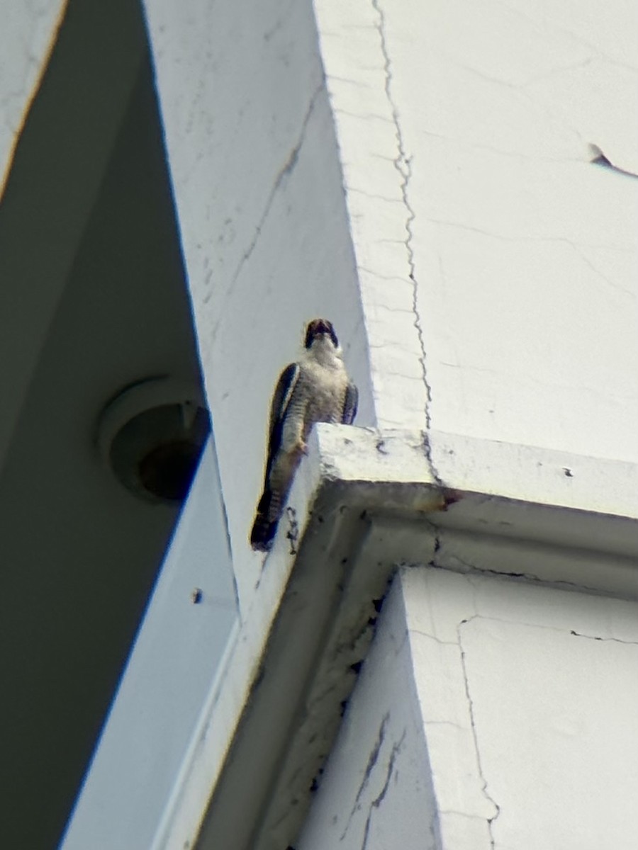 遊隼 - ML647878248