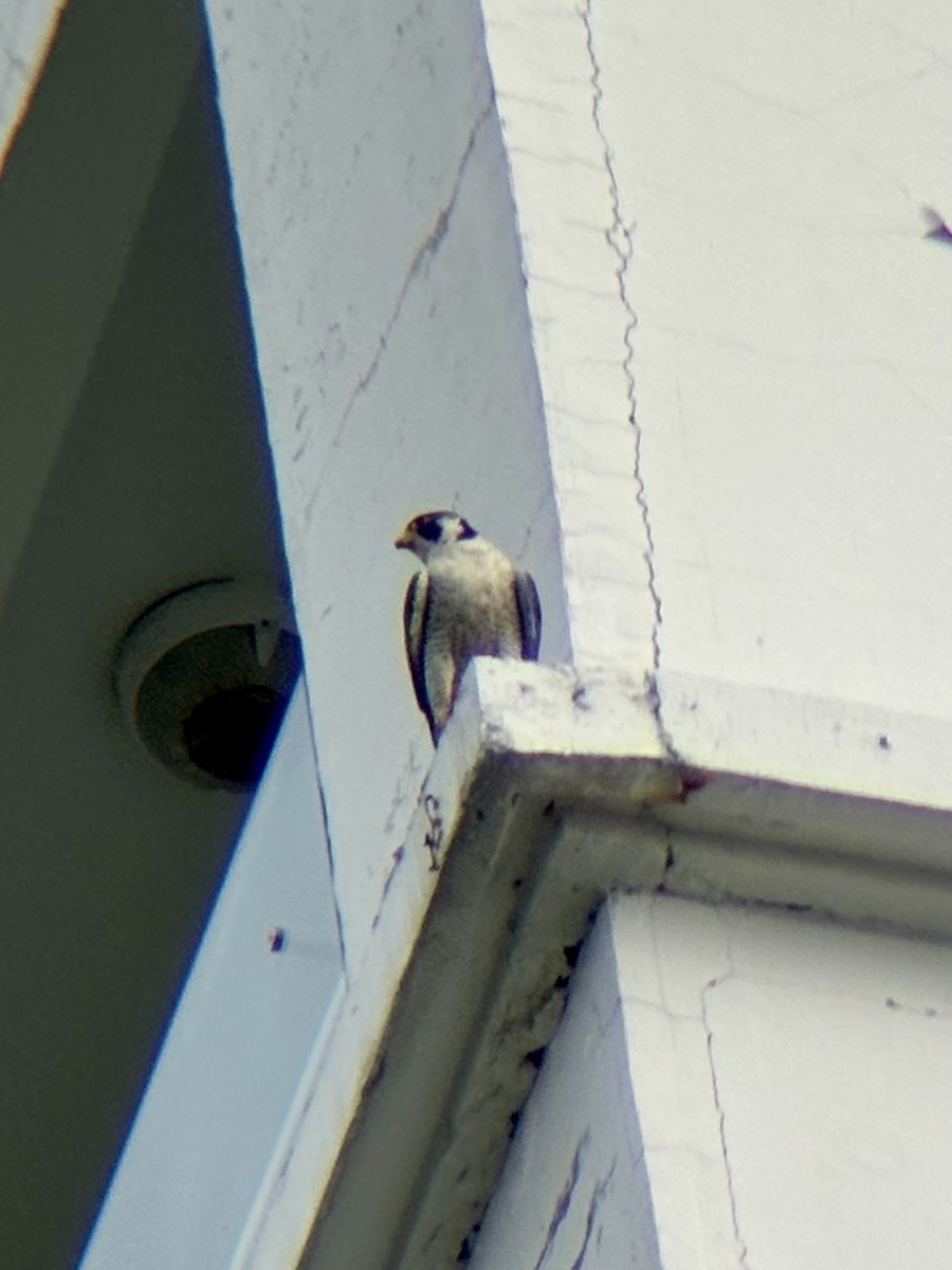 遊隼 - ML647878249