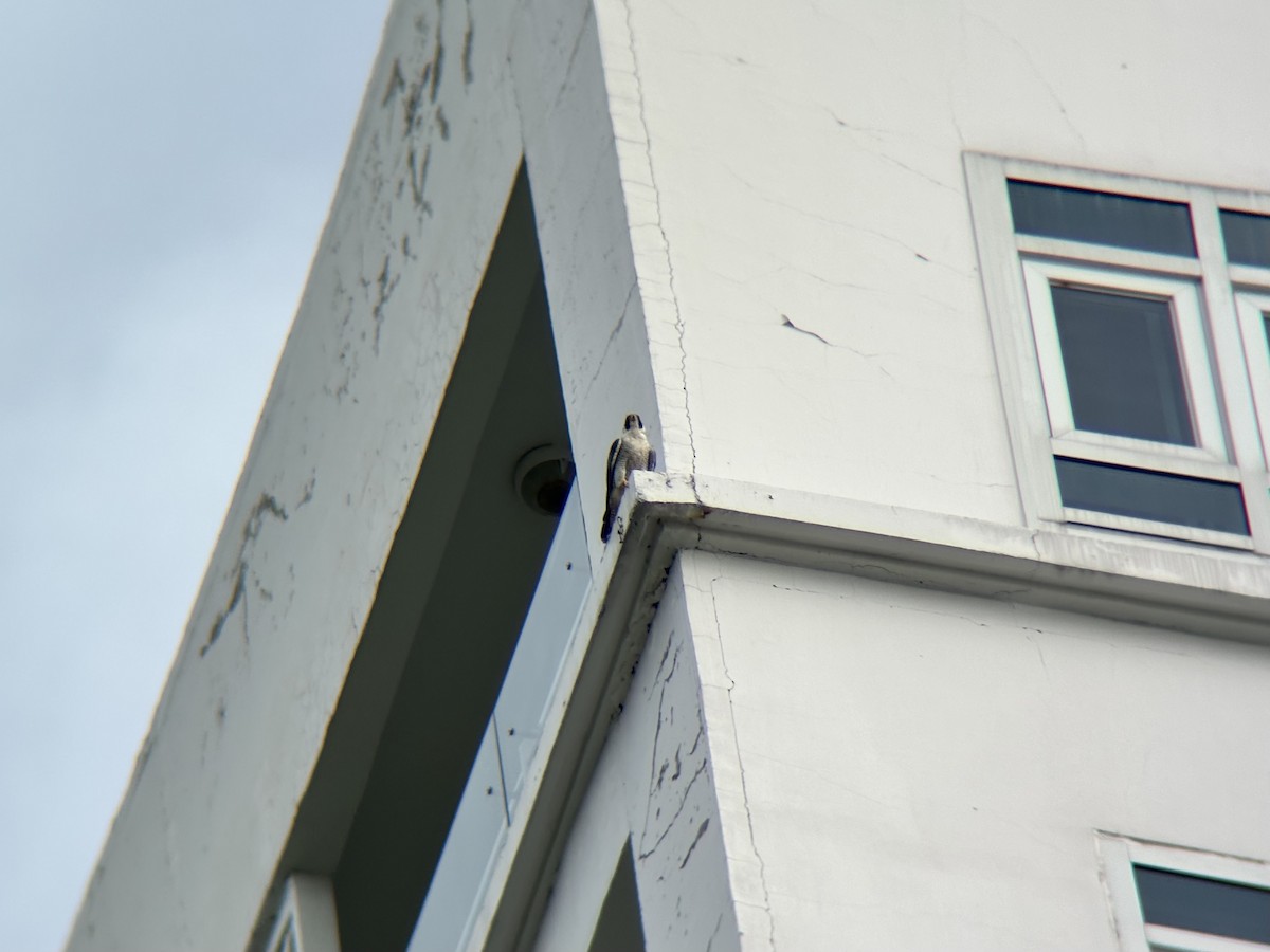 遊隼 - ML647878250