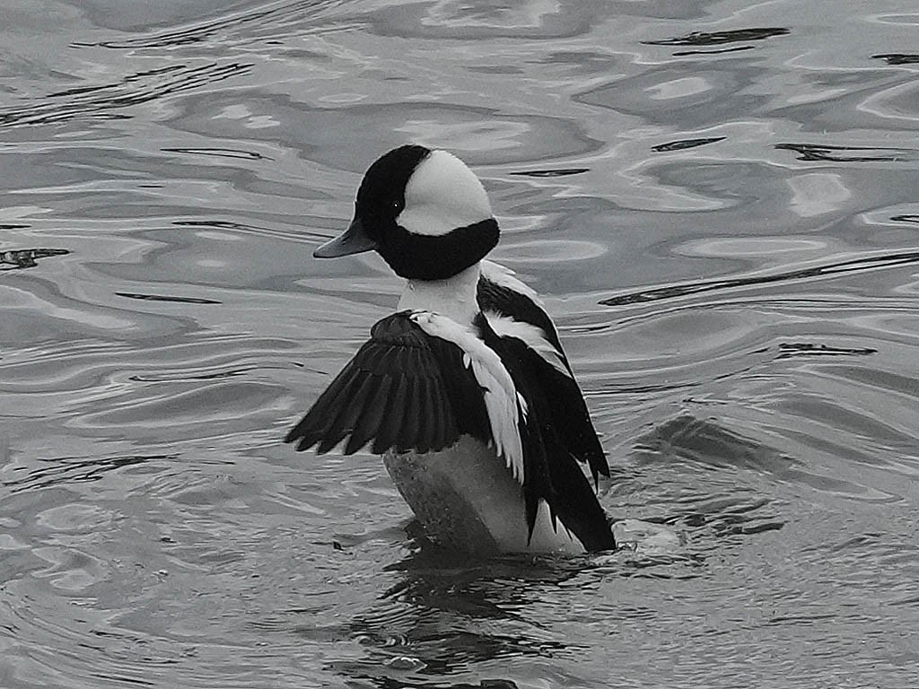 Porrón Albeola - ML647878254