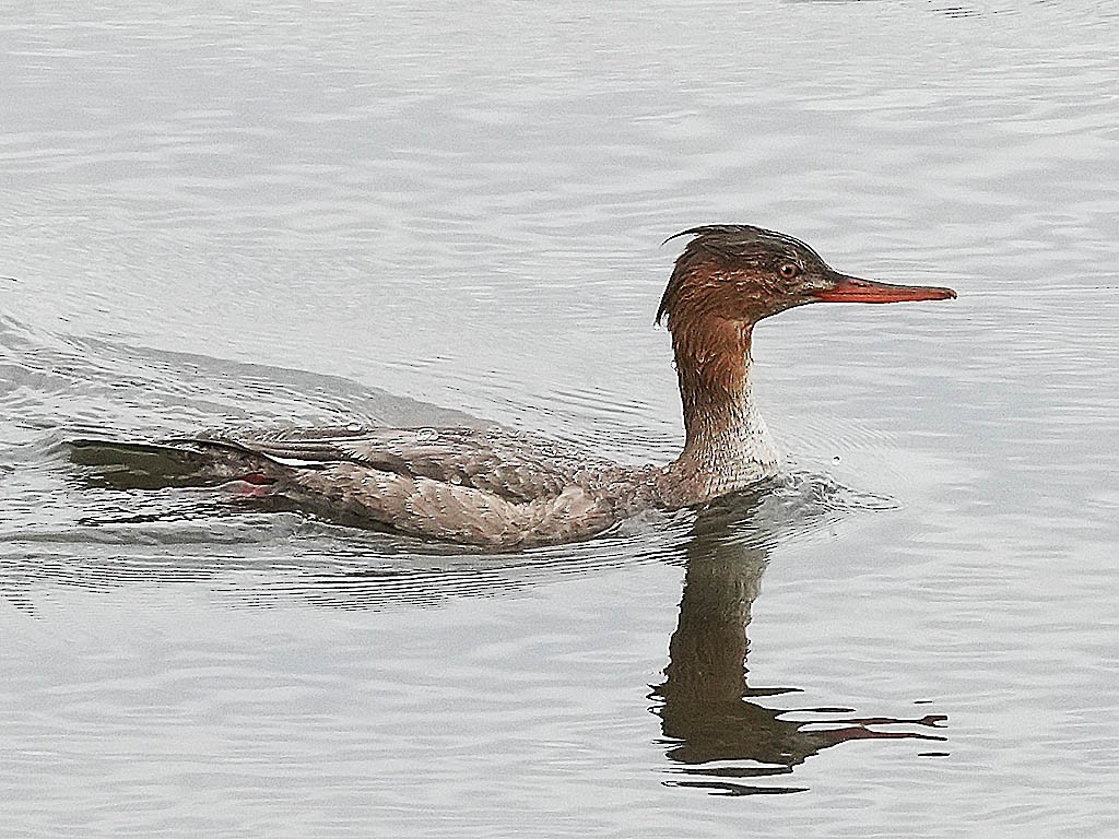 Serreta Mediana - ML647878263