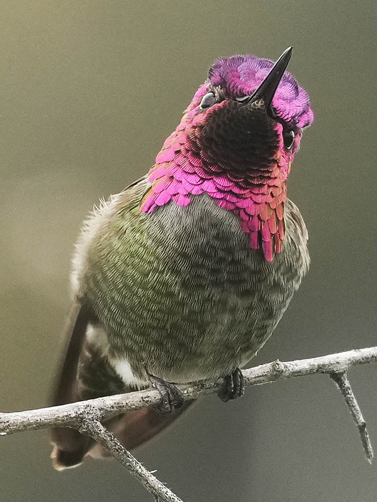 Colibrí de Anna - ML647878287