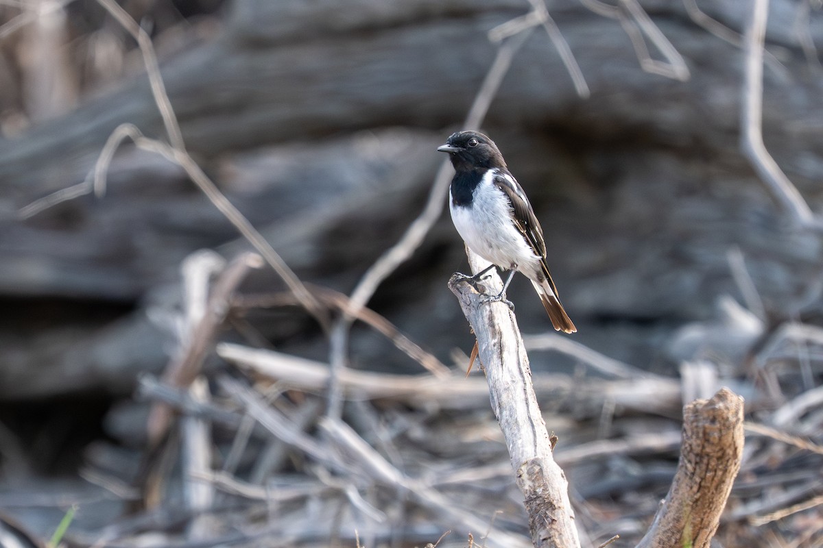 Hooded Robin - ML647878304