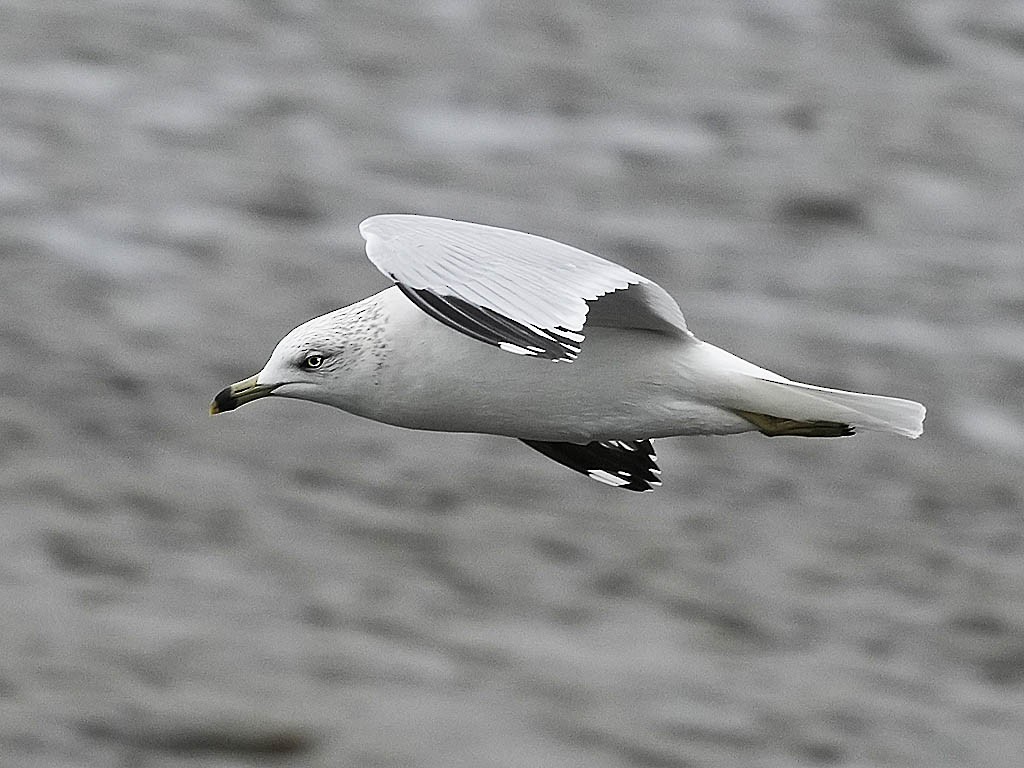 Gaviota de Delaware - ML647878305