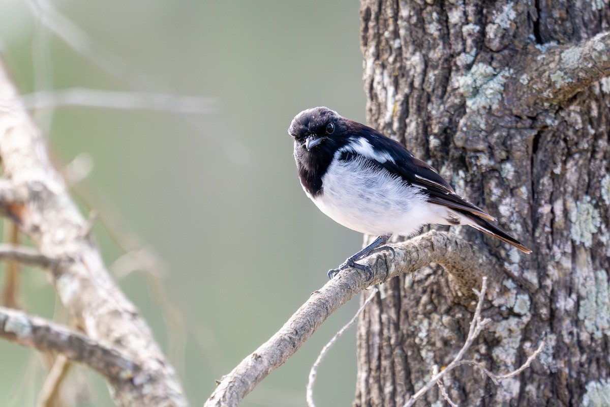 Hooded Robin - ML647878310