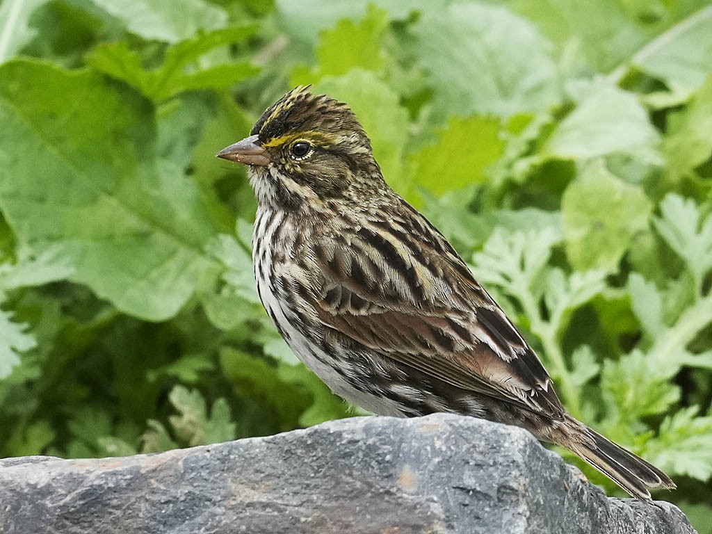 Chingolo Sabanero - ML647878322