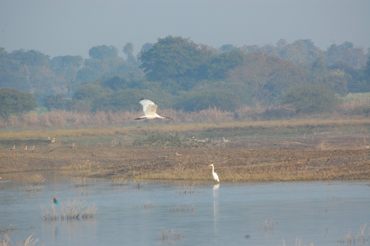 Ibis à tête noire - ML647878351